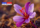 برندسازی و توسعه صادرات زعفران ایرانی با عرضه در بورس/ حذف واسطهها و شفافسازی تجارت محصولات کشاورزی/ طلایی: استانداردهای زعفران در بورس کالا مشخص است برندسازی و توسعه صادرات زعفران ایرانی با عرضه در بورس/ حذف واسطهها و شفافسازی تجارت محصولات کشاورزی/ طلایی: استانداردهای زعفران در بورس کالا مشخص است