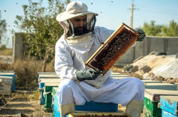 امضای تفاهم‌نامه نظام مهندسی و وزارت جهاد کشاورزی در حمایت از عسل‌داران/ حسن‌نژاد: کلنی‌های زنبور عسل هویت‌گذاری می‌شوند