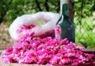 ایران با پرچمداری فارس در رتبه نخست تولید و صادرات گل محمدی جهان/ زینلی: از ۱۳۰ فرآورده تنها ۵۰ محصول در داخل تولید می‌شود