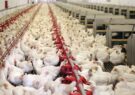 شرایط عمومی مزایده فروش مرغ حذفی فارم اعلام شد