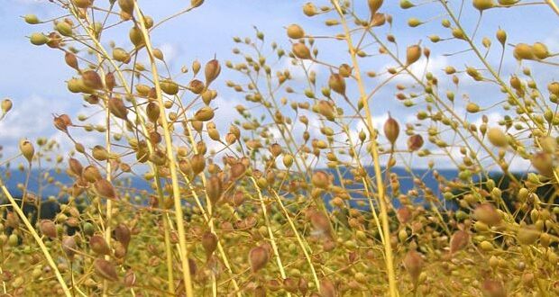 توسعه کشت کاملینا در فارس با هدف افزایش تولید دانه‌های روغنی/ صادقی: این گیاه در برابر تنش‌های محیطی مقاومت بالایی دارد