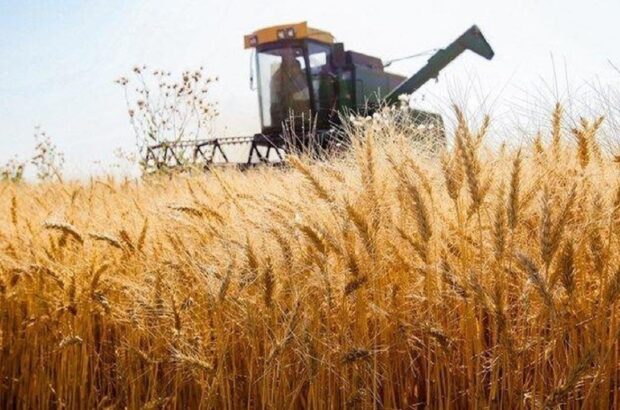 خرید گندم توسط شبکه تعاون روستایی در جنوب فارس آغاز شد/ سیدکاظم موسوی: هدف دولت از خرید تضمینی گندم حمایت از تولیدکنندگان بخش کشاورزی است