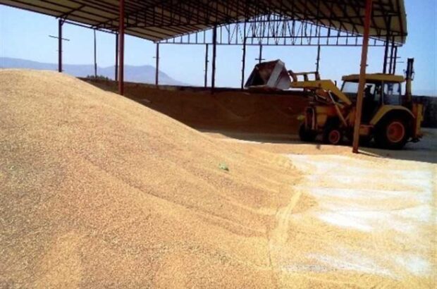 حفاظت از ۲۰هزارتن گندم خریداری شده تعاون روستایی در بارندگی اخیر جنوب فارس/ موسوی: حمل به موقع گندم‌ها به سیلو و انبارها با مدیریت ستاد بحران انجام گرفته است