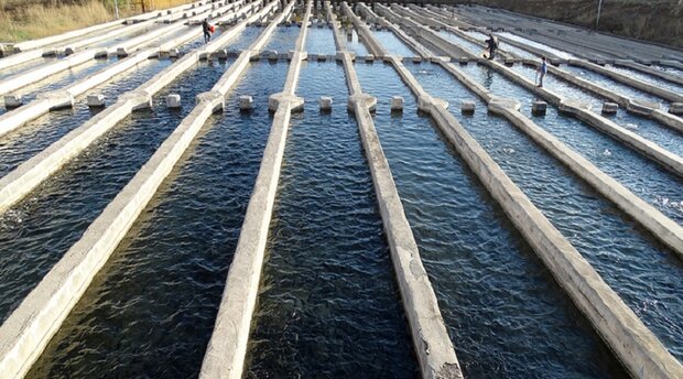 برنامه پنج‌ساله توسعه شیلات در فارس تشریح شد/ دهقان‌پور: آبزی‌پروری در استخرهای ذخیره منتج به افزایش بهره‌وری می‌شود