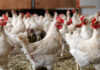 حذف واژه مرغ مازاد در تولید زمینه‌ساز عبور جامعه مولد از مافیای واردات می‌شود/ شیرزاد: مافیای واردات مرغ در کمین موفقیت‌های این صنعت نشسته‌اند