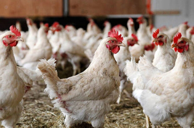 حذف واژه مرغ مازاد در تولید زمینه‌ساز عبور جامعه مولد از مافیای واردات می‌شود/ شیرزاد: مافیای واردات مرغ در کمین موفقیت‌های این صنعت نشسته‌اند