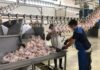 صادرات مرغ تولیدشده در فارس به عراق آغاز شد/ موسوی: این اقدام در راستای تعادل‌بخشی بازار و پایداری تولید صنعت مرغ انجام می‌شود
