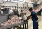 صادرات مرغ تولیدشده در فارس به عراق آغاز شد/ موسوی: این اقدام در راستای تعادل‌بخشی بازار و پایداری تولید صنعت مرغ انجام می‌شود