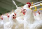 پیشگیری از بحران وقوع آنفلوآنزای فوق حاد پرندگان در جهرم کلید خورد/ نسرین زارعی: هرگونه تلفات غیرعادی پرندگان باید رصد شود