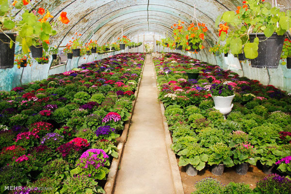 پنجمین کنگره ملی و بین‌المللی گل و گیاهان زینتی به میزبانی شیراز برگزار خواهد شد/ تحولی سازنده در تولید محصولات کشاورزی با بکارگیری ظرفیت شرکت‌های دانش‌بنیان