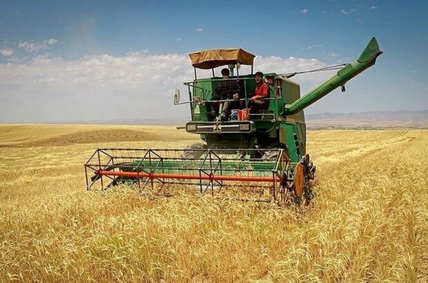 خرید تضمینی گندم در فارس از مرز  ۸۱۵ هزار تن عبور کرد/ دهقان‌پور: گندم خریداری شده در سامانه خرید دولت ثبت بشود