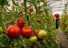 برداشت گوجه فرنگی از گلخانه تابع اقلیم در شیراز/ سیروسی: سیاست جهاد کشاورزی توسعه کشت از مناطق باز به محیط‌های کنترل شده است