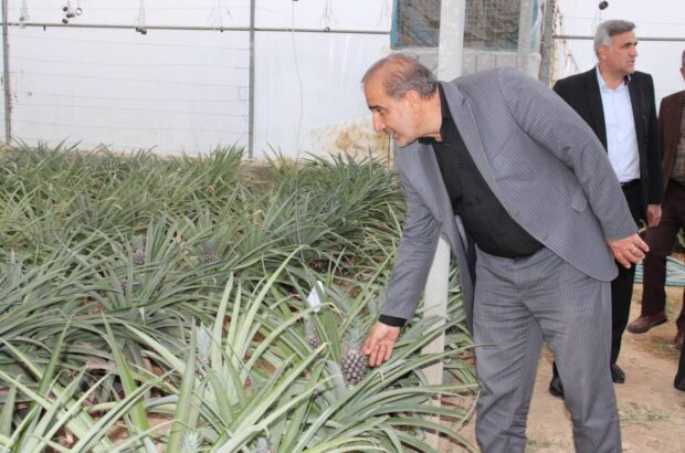 تولید آناناس در داراب به مرحله میوه‌دهی رسید/ محمدجواد عسکری: سرمایه‌گذاران تاثیرگذارترین عامل در توسعه کشت گلخانه‌ای هستند