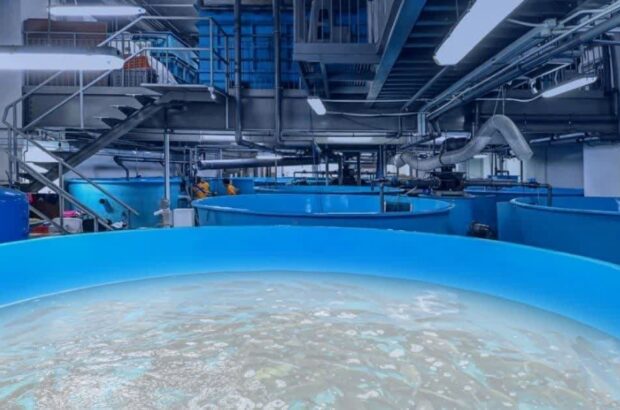 توسعه آموزشی بکارگیری فناوری نانو در صنعت آبزی‌پروری فارس/ فلاحی: بهره‌وری تولید ماهی با دستگاه‌های نانو حباب افزایش می‌یابد