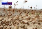 مبازره با ملخ‌های مراکشی در دریاچه پریشان فارس آغاز شد/ حفظ نباتات با آفت‌زدایی در مزارع کشاورزی کازرون/ احتمال طغیان و هجوم به شهرستان‌های شمالی استان!/ عباسی: کانون‌های رشد و نمو این ملخ‌ها در حال پایش است
