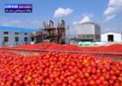 صادرات گوجه‌فرنگی فیروزآباد فارس آغاز شد/ پورمحمدی: این محصولات به کشورهای حاشیه خلیج فارس صادر می‌شود
