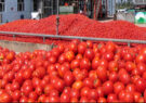 خرید توافقی گوجه‌فرنگی فارس تا پایان برداشت محصول ادامه دارد/ سیدکاظم موسوی: محرومیت‌زدایی در بین کشاورزان فارس با ایجاد صنایع تبدیلی و تکمیلی محقق می‌شود