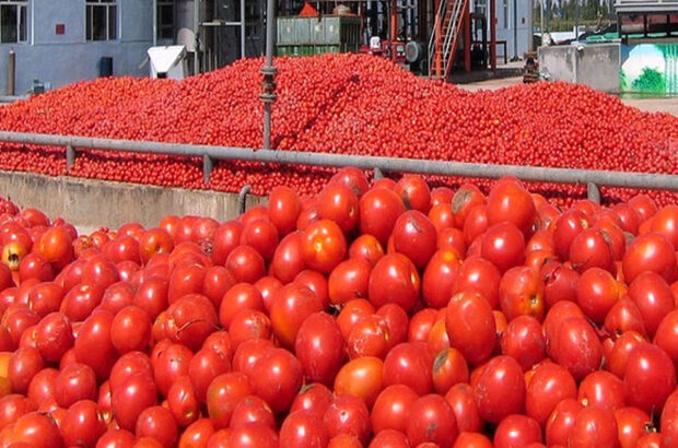 خرید توافقی گوجه‌فرنگی فارس تا پایان برداشت محصول ادامه دارد/ سیدکاظم موسوی: محرومیت‌زدایی در بین کشاورزان فارس با ایجاد صنایع تبدیلی و تکمیلی محقق می‌شود