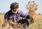 مجلس در راستای حمایت از کشاورزان به دولت هشدار داد/ عسکری: مطالبات گندمکاران را تا پایان شهریورماه پرداخت کنید