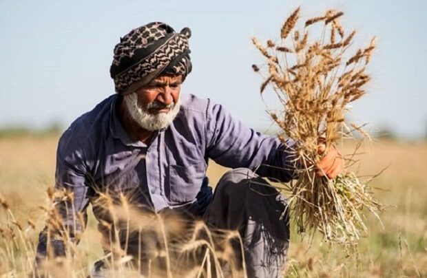 مجلس در راستای حمایت از کشاورزان به دولت هشدار داد/ عسکری: مطالبات گندمکاران را تا پایان شهریورماه پرداخت کنید