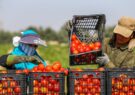 حذف سود واسطه‌گری با خرید توافقی محصولات کشاورزی!/ موسوی: سیاست تعاون روستایی حمایت از تولیدکنندگان و مصرف‌کنندگان است