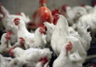 تنظیم بازار صنعت مرغ با تولید پایدار صادرات‌محور محقق شد/ کمالی: تاکنون ۴ هزار تن مرغ مازاد نیاز کشور در سال جاری صادر شده است