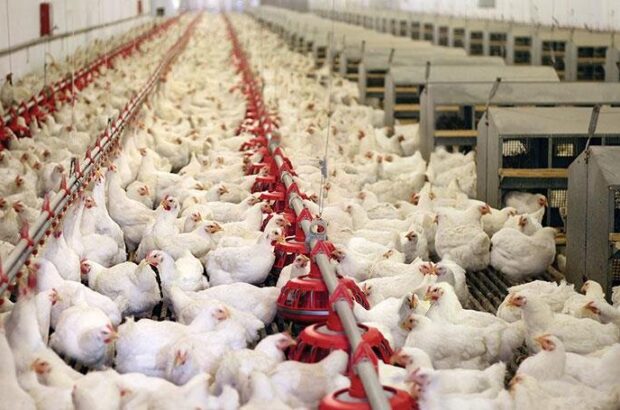 شرایط عمومی مزایده فروش مرغ حذفی فارم اعلام شد