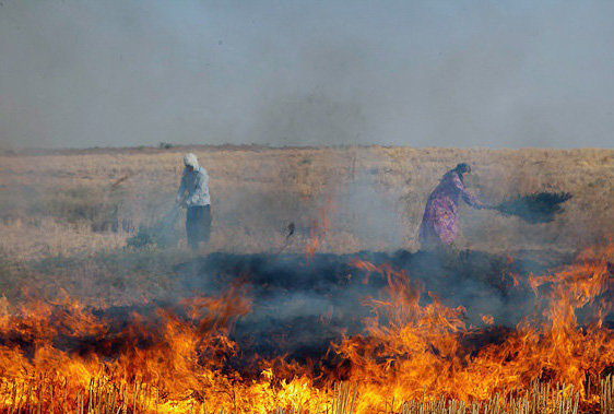 خسارات جبران‌ناپذیر سوزاندن بقایای گیاهی مزارع مدیریت شود/ دهقان‌پور: پیشگیری از این اقدام با افزایش آگاهی کشاورزان محقق می‌شود