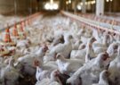ثبات در صنعت مرغ ایران در مسیر توسعه بازارهای صادراتی/ نیکبخت: قیمت مواد اولیه ثابت به تولیدکنندگان اطمینان و دلگرمی می‌دهد