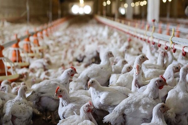 ثبات در صنعت مرغ ایران در مسیر توسعه بازارهای صادراتی/ نیکبخت: قیمت مواد اولیه ثابت به تولیدکنندگان اطمینان و دلگرمی می‌دهد