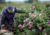 برداشت گل از بزرگترین دشت گل محمدی جهان در داراب فارس آغاز شد/ فتحی: این محصول ارگانیک پس از تولید به کشورهای خارجی صادر می‌شود