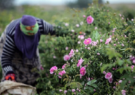 برداشت گل از بزرگترین دشت گل محمدی جهان در داراب فارس آغاز شد/ فتحی: این محصول ارگانیک پس از تولید به کشورهای خارجی صادر می‌شود