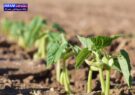 فارس در تولید لوبیا رتبه نخست کشور دارد/ افزایش بهره‌وری کشاورزی استان با آبیاری نوین/ بهجت‌حقیقی: این اقدام راندمان آبیاری را به ۸۰ تا ۸۵ درصد رسانده است