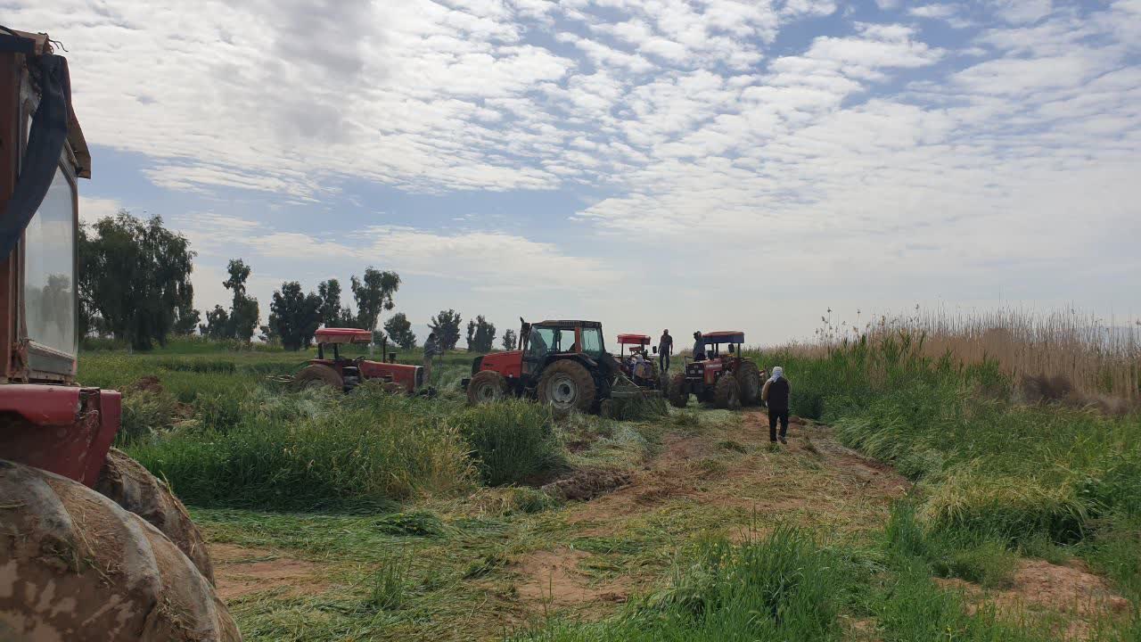 اقدام قاطع جهاد کشاورزی شیراز در امحاء محصولات کشت شده با فاضلاب/ میرزایی: ۳۱۰ هکتار از مزارع آلوده شیراز قلع و قمع شد