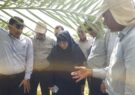 مبارزه با آفت سرخرطومی حنایی در نخلستان‌های داراب فارس/ جلیلی‌مقدم: کنترل آفات نخیلات با رعایت ضوابط و بهداشت امکان‌پذیر است