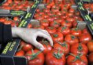 صادرات گوجه‌فرنگی جهرم فارس به کشور عمان آغاز شد/ زمانی: این محصولات در دو مزرعه الگویی با هدف توسعه صادرات کشت شده است