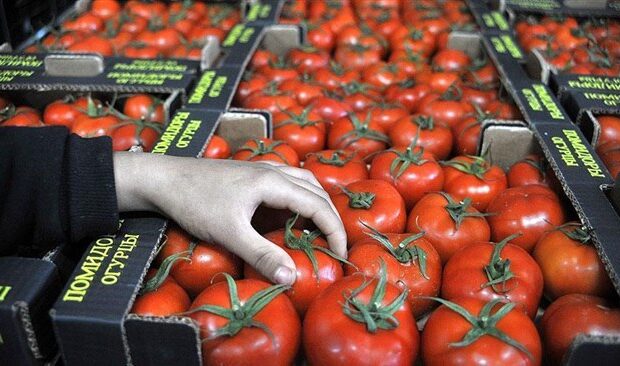 صادرات گوجه‌فرنگی جهرم فارس به کشور عمان آغاز شد/ زمانی: این محصولات در دو مزرعه الگویی با هدف توسعه صادرات کشت شده است