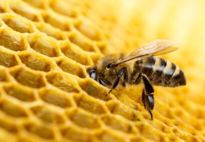 سومین آیین روز جهانی زنبور عسل در تهران برگزار می‌شود/ زنبورداری و گرده‌افشانی؛ موثر در امنیت غذایی