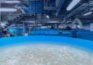توسعه آموزشی بکارگیری فناوری نانو در صنعت آبزی‌پروری فارس/ فلاحی: بهره‌وری تولید ماهی با دستگاه‌های نانو حباب افزایش می‌یابد
