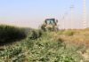 قلع‌و‌قمع محصولات کشاورزی آبیاری شده با فاضلاب شهر صدرا در شیراز!/ خوشبخت: مشکلات بهداشتی می‌تواند سلامت عمومی جامعه و انسان‌ها را تهدید کند