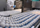 تولید تخم‌مرغ و پرورش مرغ تخم‌گذار در فارس افزایش یافت/ فزونی: این میزان تولید ۶ درصد بالاتر از تکالیف ابلاغی وزارتخانه است