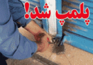 پلمپ قصابی های متخلف در شیراز/ حمیدرضا ناظمی: با واحد‌های عرضه و کشتار غیر مجاز دام برخورد قانونی می شود