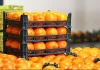 توزیع میوه شب عید با هدف تنظیم قیمت‌ها در بازار/ دهقان‌پور: عرضه میوه در سراسر فارس با نرخ مصوب دولتی انجام می‌گیرد